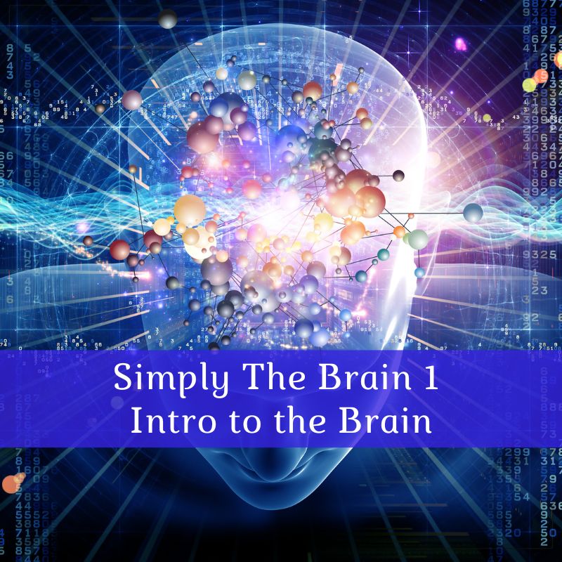 Simply-The-Brain-1 course cover